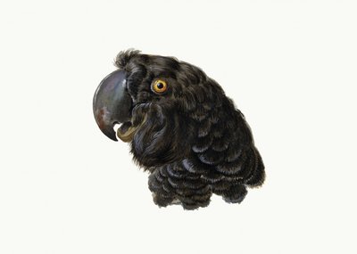 Kakadu od Aert Schouman