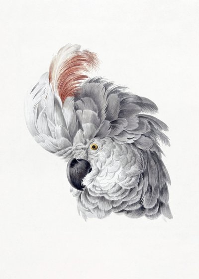 Cockatoo Head od Aert Schouman