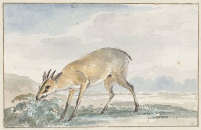 Perlička nebo Sylvicapra Grimmia od Aert Schouman
