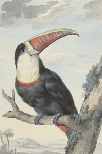 Tukan červenozobý, 1748 od Aert Schouman