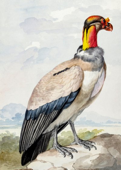 kulík hnědý od Aert Schouman