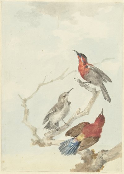 Tři Crimson Sunbirds od Aert Schouman