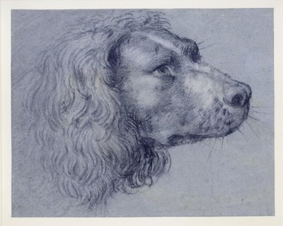 Studie hlavy španěla od Agostino Carracci