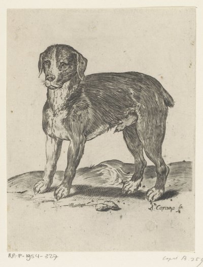 stojící pes od Agostino Carracci