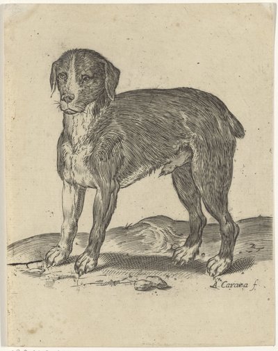 stojící pes od Agostino Carracci