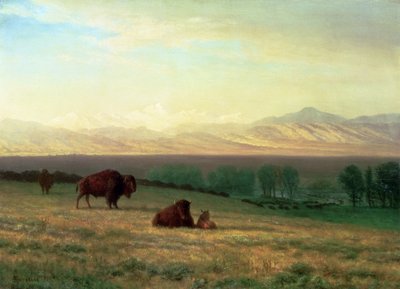 Buffalo on the Plains, c.1890 od Albert Bierstadt