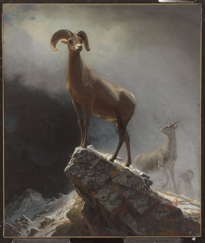 Rocky Mountain Sheep nebo Big Horn, Ovis, Montana, c.1884 od Albert Bierstadt