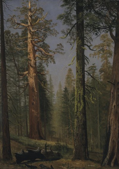 Sekvojovec obrovský Grizzly, Mariposa Grove, Kalifornie od Albert Bierstadt