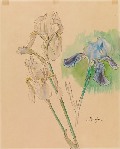 Kosatce od Albert Edelfelt