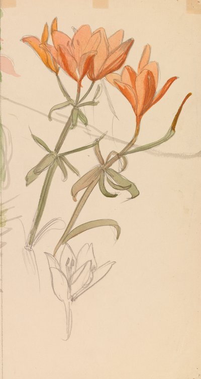 Oranžové lilie od Albert Edelfelt