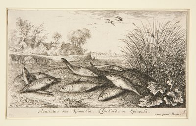 Aculeatus nebo Spinachia. L od Albert Flamen