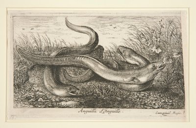 Anguilla. L od Albert Flamen