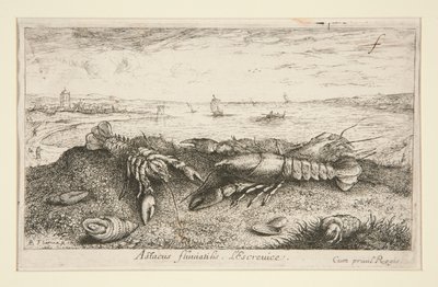 Astacus fluriatilis. L od Albert Flamen