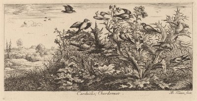 Carduelis, Stehlík od Albert Flamen