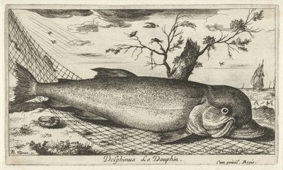 Delfín v rybářské síti Delphinus Le Dauphin. (název na objektu) Ryby a další mořští tvorové - slaná voda třetí série (název série) Poissons de mer (název série) od Albert Flamen