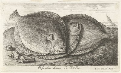Tři kuřátka na pláži Rhombus Laeuis La Barbuë (název na objektu) Ryby a další mořští tvorové - slaná voda třetí série (název série) Poissons de mer (název série) od Albert Flamen