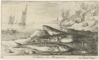 Tři makrely na pláži Scomber. Le Maquereau. (název na objektu) Ryby a další mořští tvorové - slaná voda první série (název série) Diverse Especes de Poissons de mer (název série) od Albert Flamen