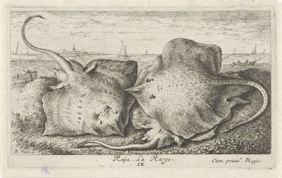 Tři paprsky na pláži rádža. La Raye. (název na objektu) Ryby a další mořští tvorové - slaná voda druhá série (název série) Poissons de mer (název série) od Albert Flamen