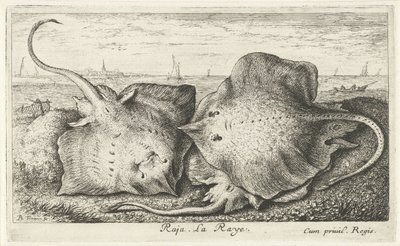 Tři paprsky na pláži rádža. La Raye. (název na objektu) Ryby a další mořští tvorové - slaná voda druhá série (název série) Poissons de mer (název série) od Albert Flamen