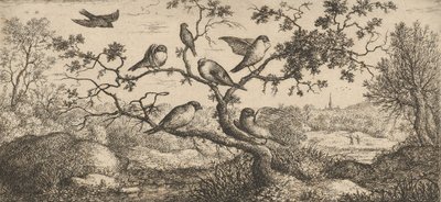 Ficedula, Piuoyne Hýl: Livre d