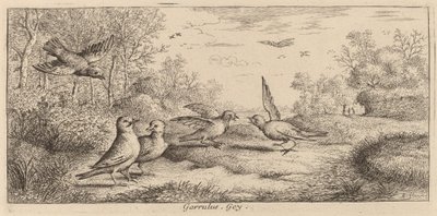 Garrulus, Jay od Albert Flamen