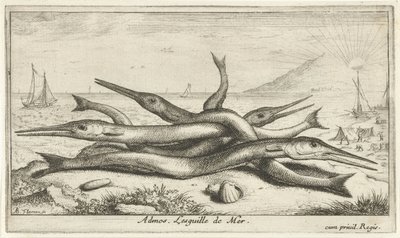 Připnutý na pláži Admos. Lesguille de Mer. (název na objektu) Ryby a další mořští tvorové - slaná voda třetí série (název série) Poissons de mer (název série) od Albert Flamen