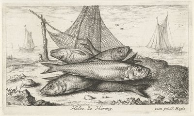 Sleď v rybářské síti Halec, Le Harang. (název na objektu) Ryby a další mořští tvorové - slaná voda druhá série (název série) Poissons de mer (název série) od Albert Flamen