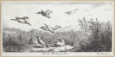 Ledňáček říční (Alcedo) od Albert Flamen