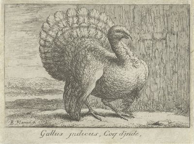 Landschap se setkal s kalkoenem Gallus indicus, Coq d