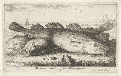Dvě tresky na pláži Molucius piscis. Le Morue Fraiche. (název na objektu) Ryby a další mořští tvorové - slaná voda druhá série (název série) Poissons de mer (název série) od Albert Flamen