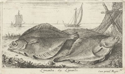 Dva šmouhy na pláži limanda. La Limande. (název na objektu) Ryby a další mořští tvorové - slaná voda třetí série (název série) Poissons de mer (název série) od Albert Flamen