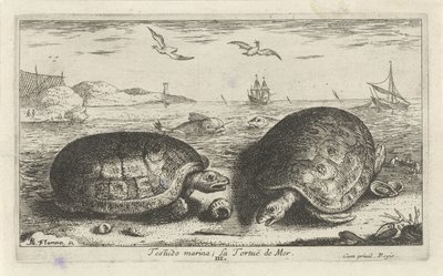 Dvě želvy na pláži Testudo marina; La Tortuë de Mer (název na objektu) Ryby a další mořští tvorové - slaná voda druhá série (název série) Poissons de mer (název série) od Albert Flamen