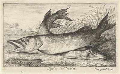 Dvě štiky na břehu řeky Luciusi. Le Brochet. (název na objektu) Ryby a další mořští tvorové - sladkovodní první série (název série) Diverse Especes de Poissons d