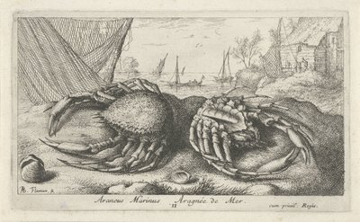Dva krabi pavoučí poblíž rybářské sítě Araneus Marinus Aragnée de Mer (titul na předmětu) Ryby a další mořští tvorové - slaná voda druhá série (název série) Poissons de mer (název série) od Albert Flamen