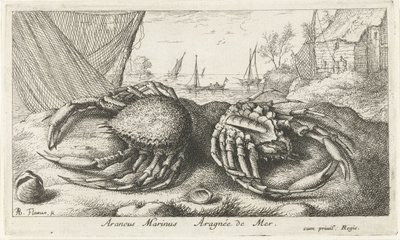 Dva krabi pavoučí poblíž rybářské sítě Araneus Marinus Aragnée de Mer (titul na předmětu) Ryby a další mořští tvorové - slaná voda druhá série (název série) Poissons de mer (název série) od Albert Flamen
