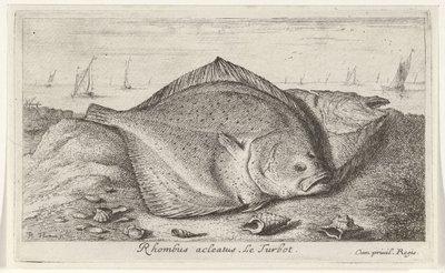 Dvě kambaly na pláži Rhombus acleatus. Le Turbot. (název na objektu) Ryby a další mořští tvorové - slaná voda třetí série (název série) Poissons de mer (název série) od Albert Flamen