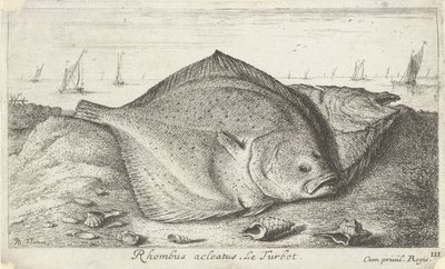 Dvě kambaly na pláži Rhombus acleatus. Le Turbot. (název na objektu) Ryby a další mořští tvorové - slaná voda třetí série (název série) Poissons de mer (název série) od Albert Flamen