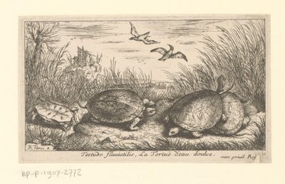 Čtyři sladkovodní želvy mezi trávou a rákosím Testudo fluviatilis, La Tortuë d