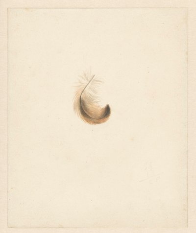 Studie peří od Albertus Steenbergen