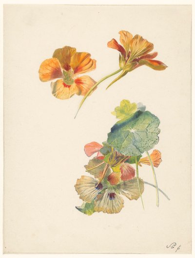 Studijní list s lichořeřišnicemi od Albertus Steenbergen