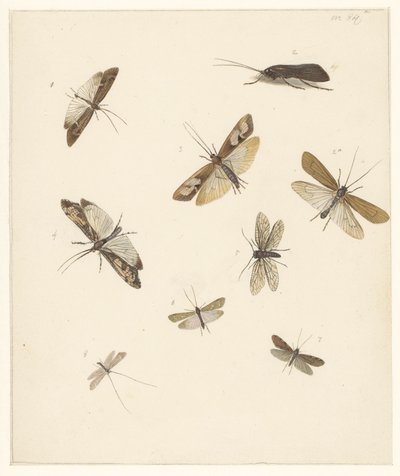 Studijní list s osmi měsíci od Albertus Steenbergen