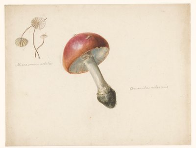 Studijní list s houbami, Amanita Rubescens a Marasmius Rotula od Albertus Steenbergen