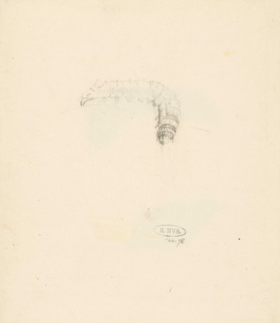 Studieblad se setkal s rups, Lasiocampa Quireifolia od Albertus Steenbergen