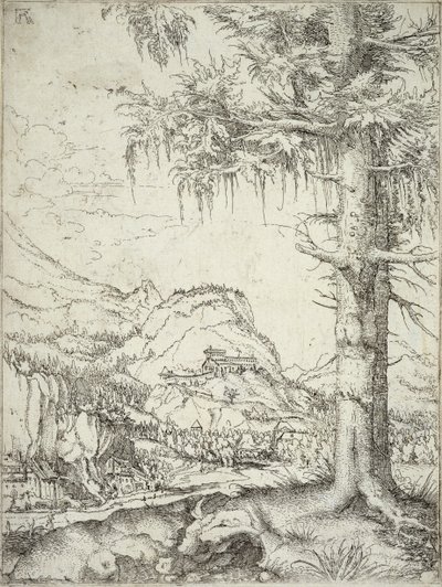 Velký smrk, kolem roku 1520 od Albrecht Altdorfer