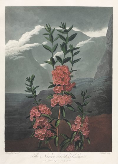 Chrám Flóry nebo Zahrada přírody: Úzkolistá Kalmia od Albrecht Altdorfer