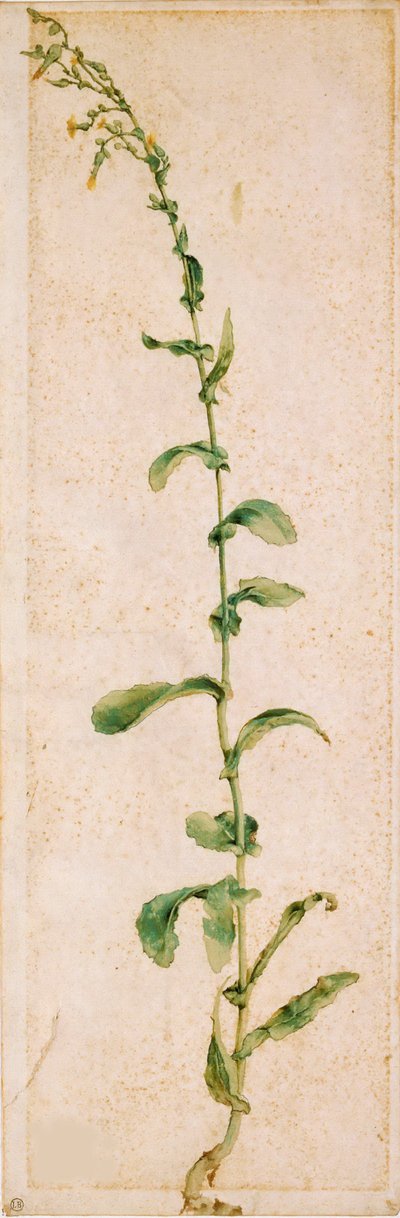 Tobacco Plant, První čtvrtina 16. století. od Albrecht Dürer