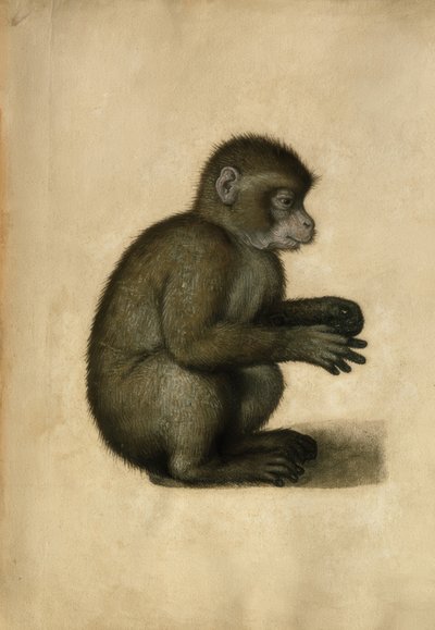 Opice / akvarel, připisováno A.Dürerovi. od Albrecht Dürer