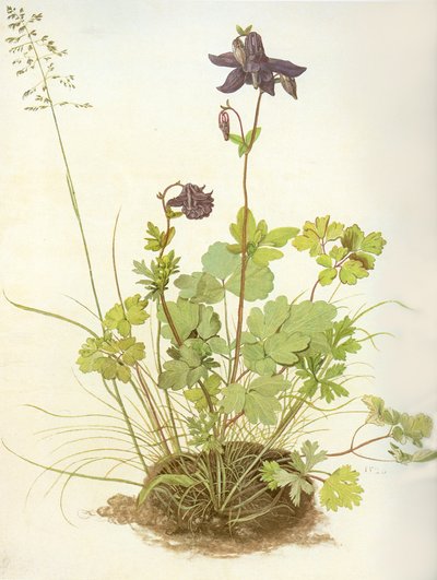 Albrecht D Columbine od Albrecht Dürer