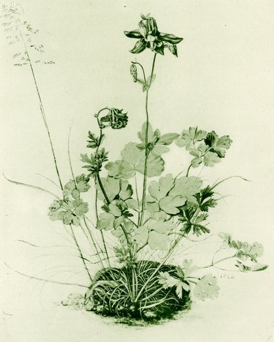 Columbine od Albrecht Dürer