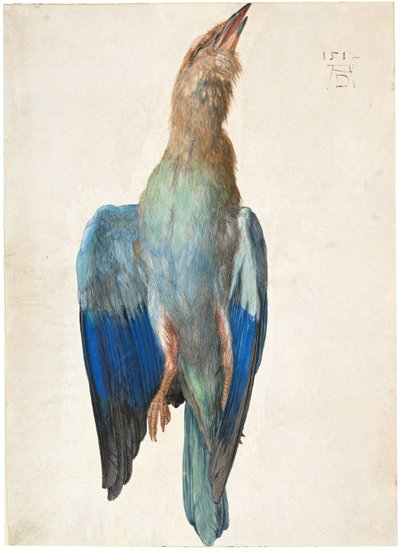Dead Blue Roller, 1500 nebo 1512 od Albrecht Dürer